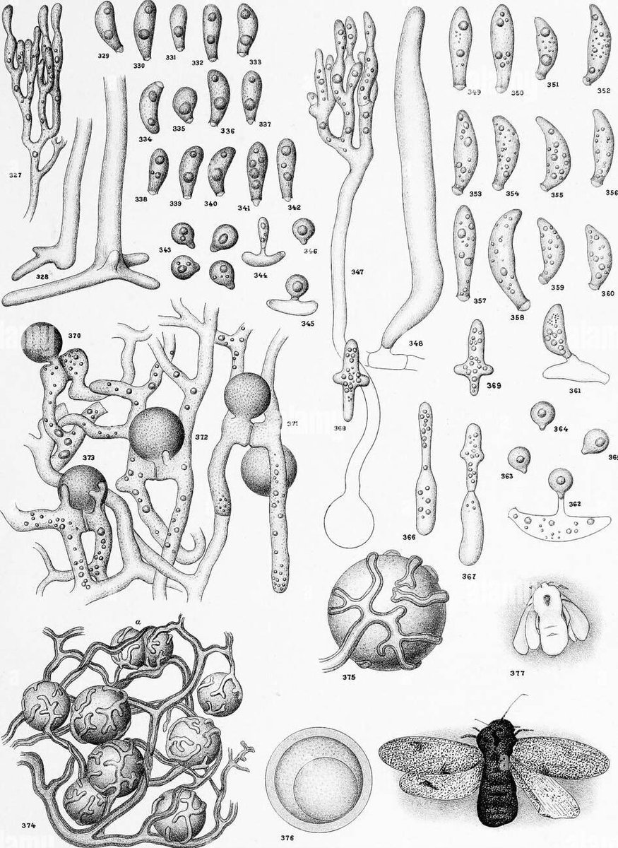 Huge thanks to Dr Richard Humber for this years #SIP2023 founders lecture, honouring Dr Roland Thaxter. @SocInvPathol Roland was a world renowned fungal taxonomist, and an immensely talented artist.