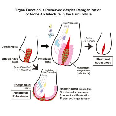 A new study co-led by NYSCF – Robertson #StemCell Investigator Alumna Valentina Greco @valentatormenta & NYSCF – Druckenmiller Fellow Alumnus @TerenceXin finds that hair follicle organ function is preserved despite reorganization of niche architecture: bit.ly/3DwFqAk