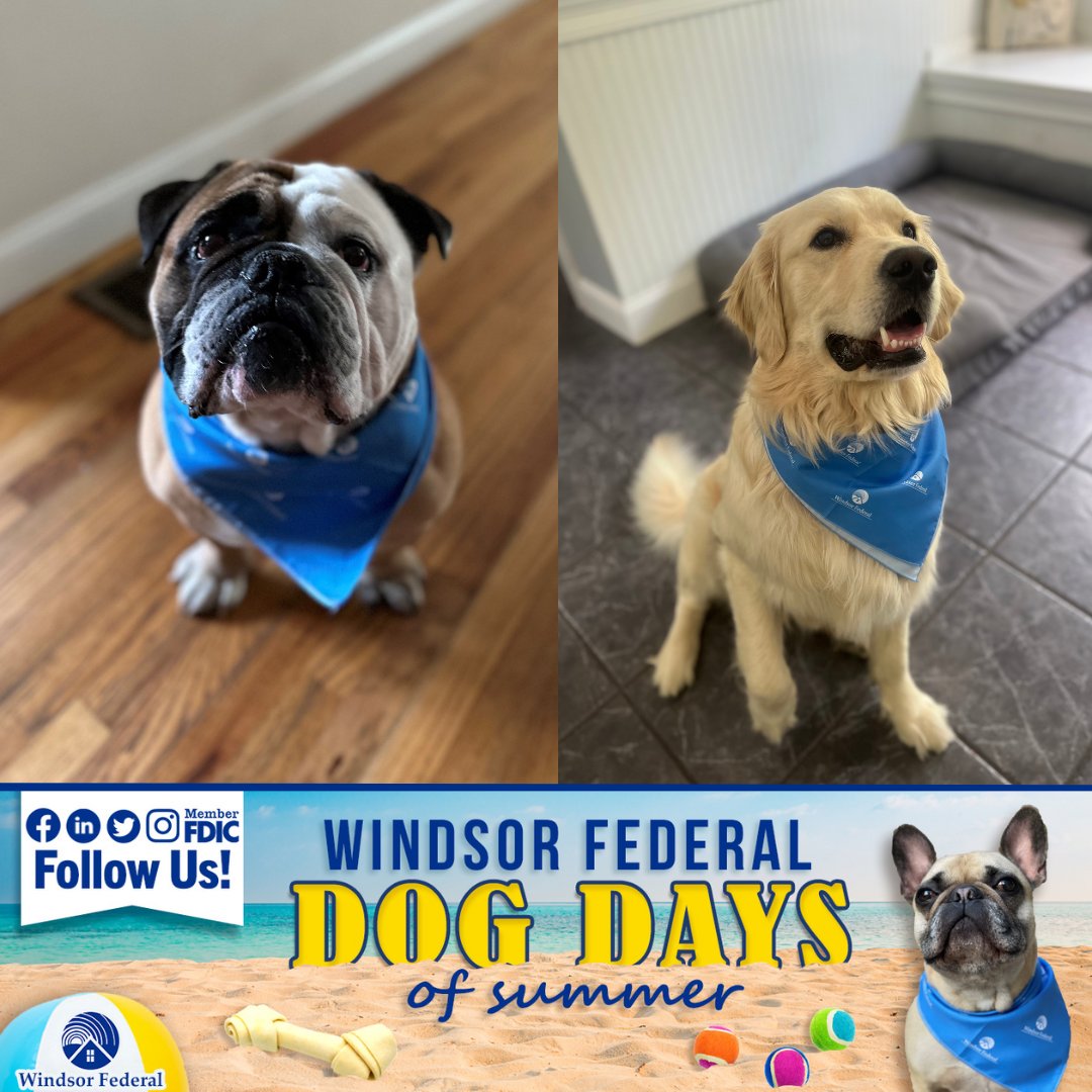 WindsorFederal's tweet photo. As we move through the Dog Days of Summer, we're sharing some of our unofficial mascots who keep our team motivated. Do you have a furry friend at home? Visit any Windsor Federal office and mention our billboard or this post and receive a gift for your pet (while supplies last)! https://t.co/BOrNINZHAF