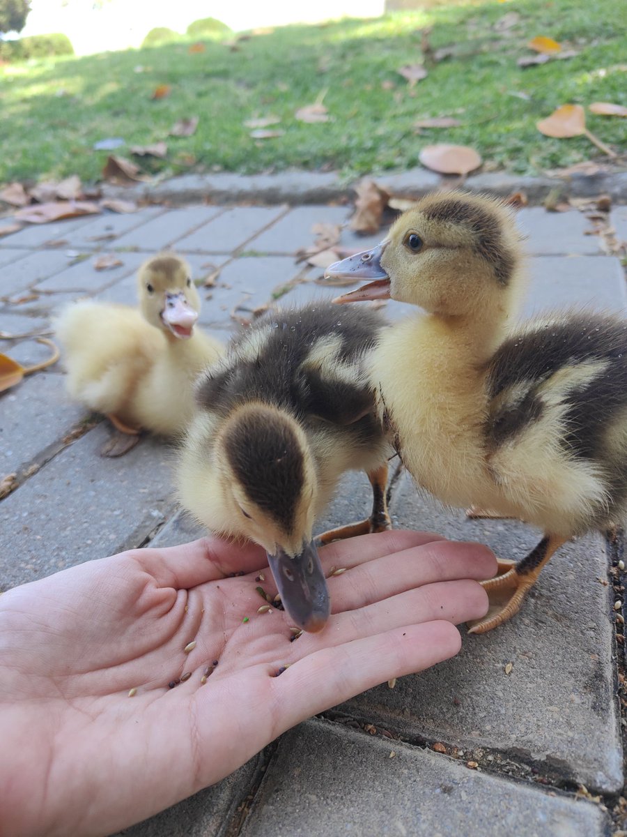 MartitaSparrow's tweet photo. Ayer vimos patitos y pavitos 🥹💙 @Wisoyogui https://t.co/jBICeyWbyq