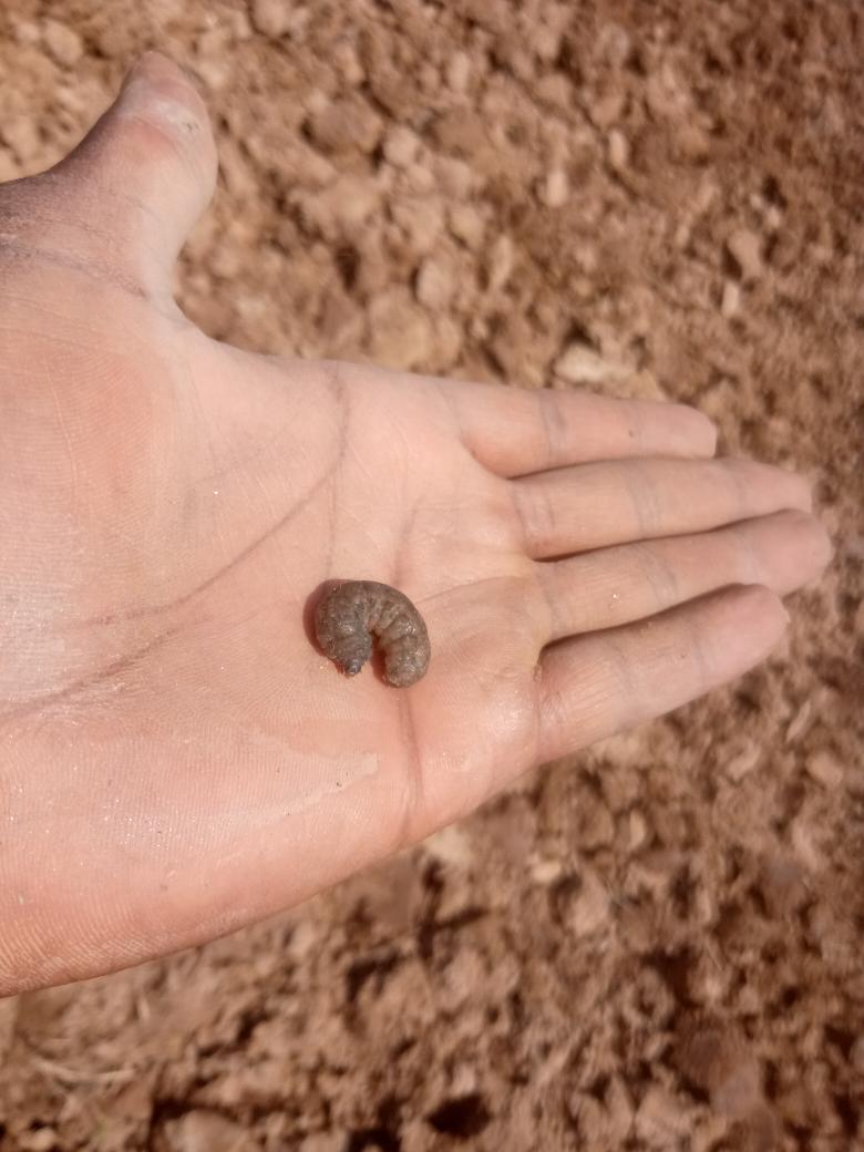 NtDavid5's tweet photo. This is #inandi, the insect which survivors under the cold soil. Especially in swamps Area. https://t.co/8B34LAc2qW