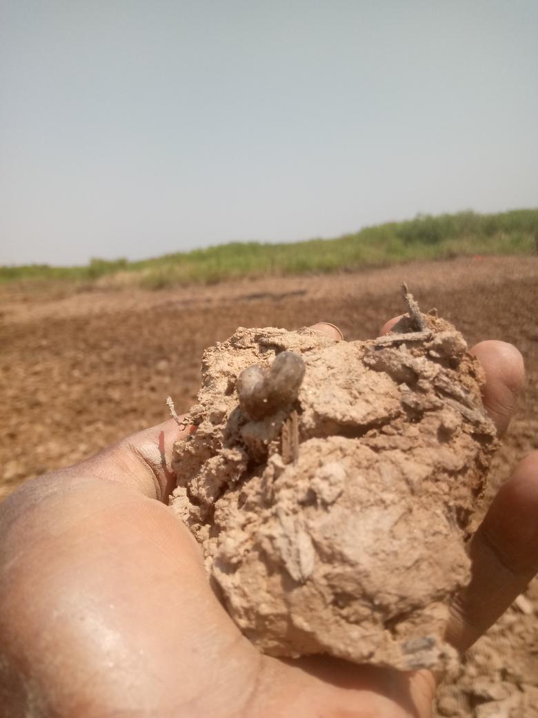 NtDavid5's tweet photo. This is #inandi, the insect which survivors under the cold soil. Especially in swamps Area. https://t.co/8B34LAc2qW
