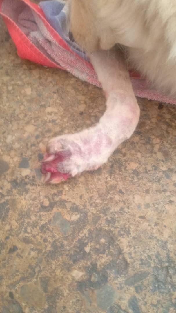 refugiomigema's tweet photo. perrito atropellado valle por favor 30$ traslado y 15$doxiciclina necesito 2cajas quien me apoya para poder traerlo
Zelle refugiomigemas@gmail.com
Paypal refugiomigema2@gmail.com
Pago movil 10334727/04142867375 Venezuela o bnc. Gracias https://t.co/4y6kJbstTg