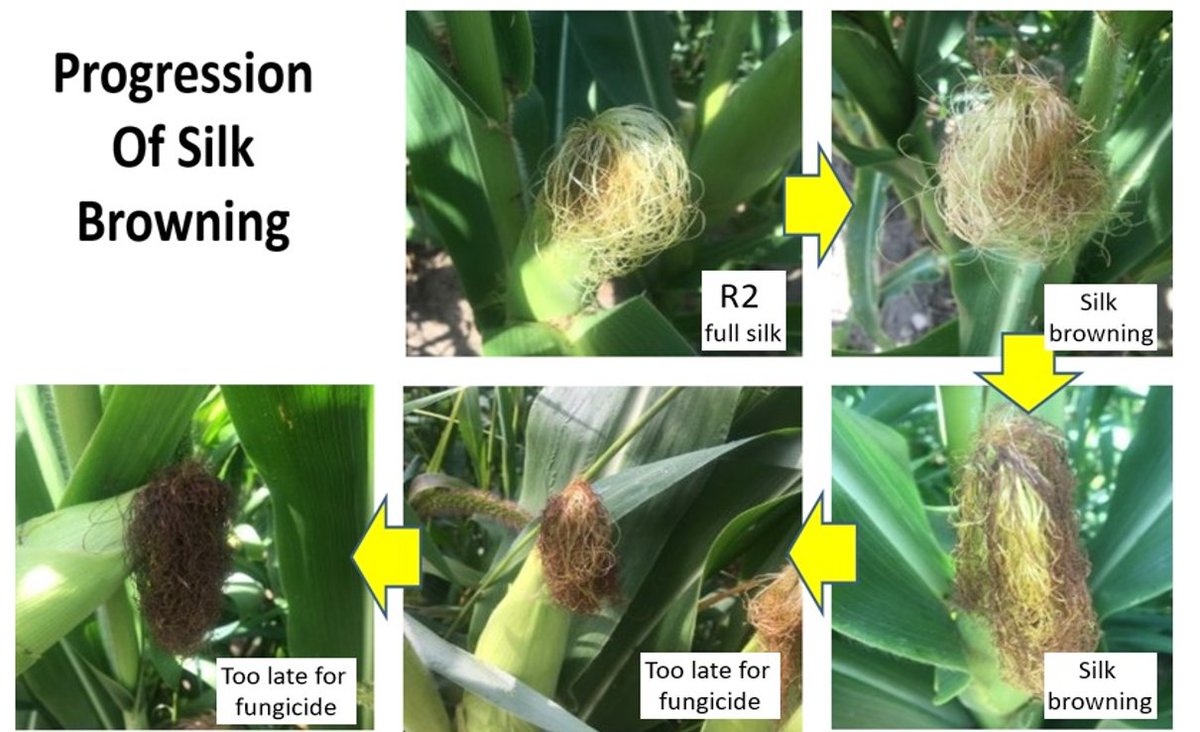 The end of the applic window for an effective fung application for suppressing GIBB/DON is when the silks just begin to turn brown.  However, keep in mind that late plants in the row tend to have a higher DON risk.