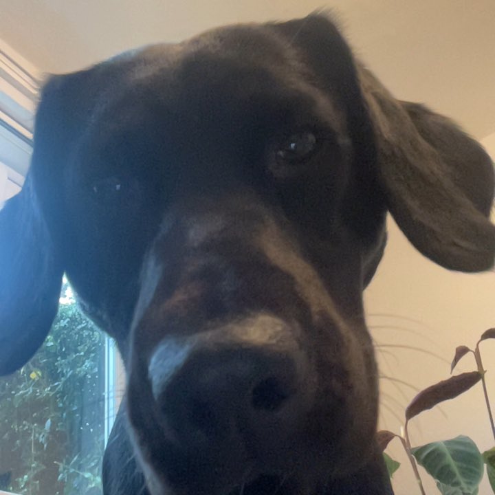 Tom Griffiths tweet media