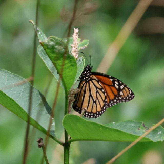 DemarestNature's tweet image. It’s that time of season! Monarchs! Enjoy your week at the Demarest Nature Center! Recent photograph by Board Member Jeff Shaari in the DNC.