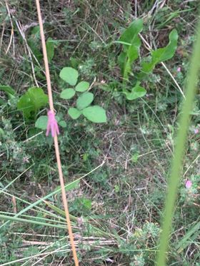 CentreBraunton's tweet photo. This extremely rare pink grasshopper was found on Braunton burrows by 9-year-old Dylan Haines and his mum. Usually brown and green, this grasshopper has a mutation turning it pink.
We were super excited to hear about this find; well done Dylan!
#connect2nature #wildlife https://t.co/30qIFRaDXM