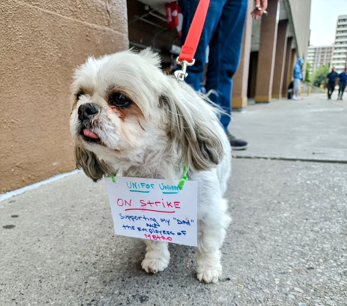 Supporting striking Metro grocery workers (and dogs) in Scarborough fighting for fair wages ✊#MetroStrike #Solidarity