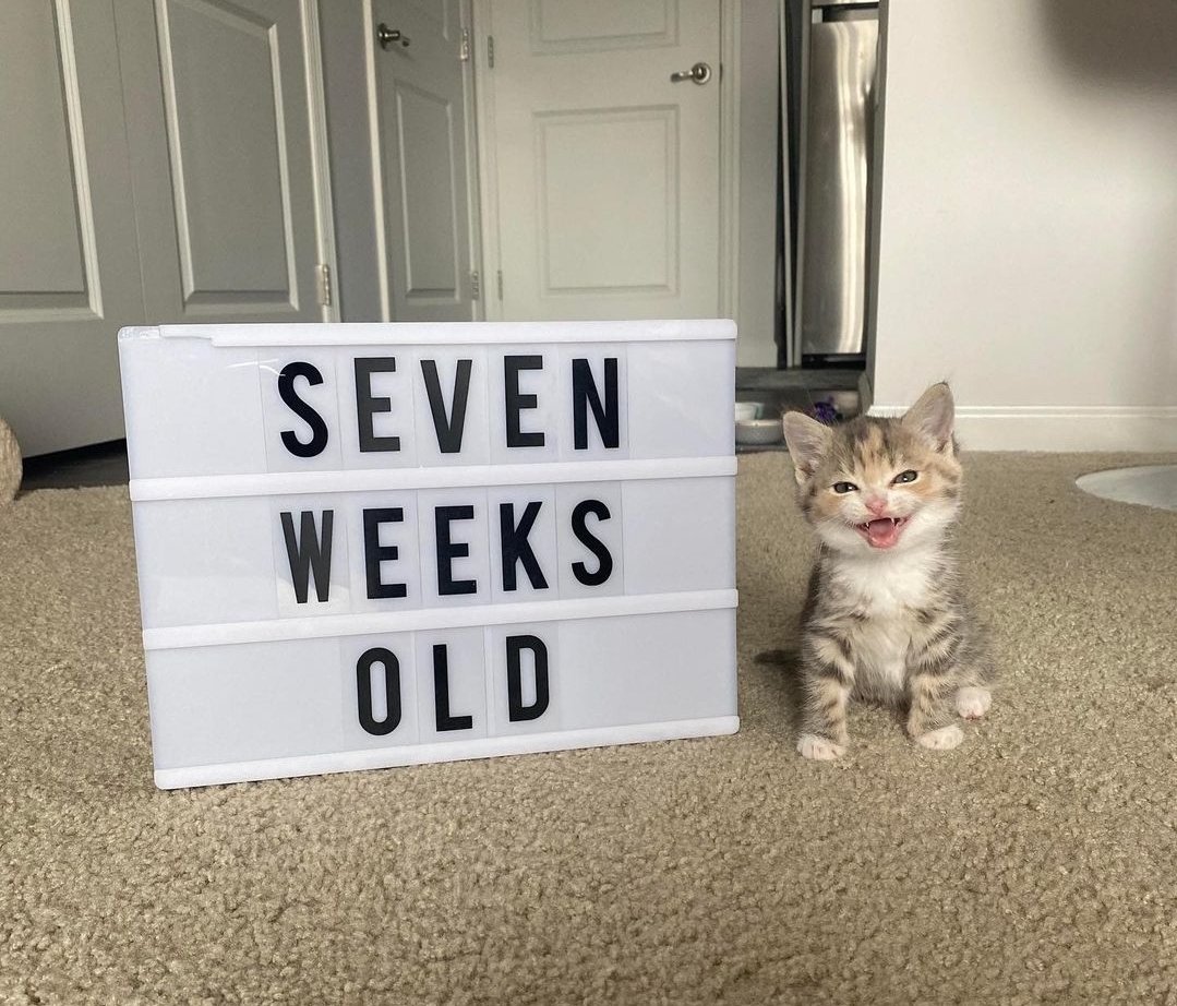 Dont Show Your Cat tweet media