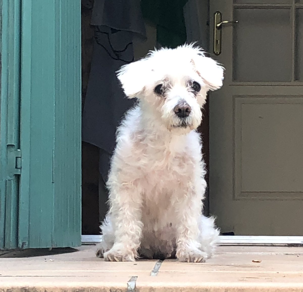 My greatest friend died today..

For 15 years she listened to my ranting.,patiently waiting while I was periodically locked up

With Her last breath in my arms I prayed and sang her favourite song “Take me home to Mayo”

A pure Irish Republican Dog