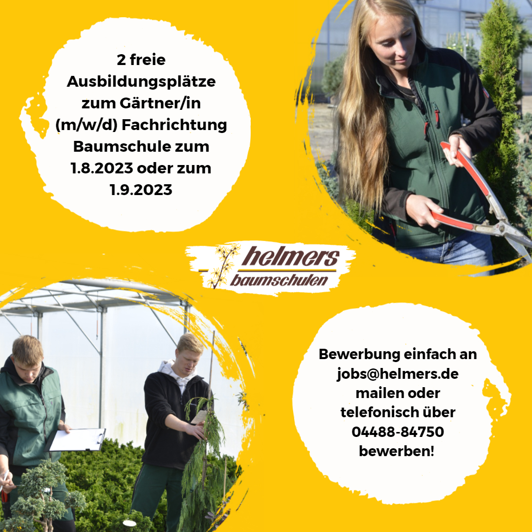 Helmers Baumschulen (@helmers_wst) on Twitter photo Für Kurzentschlossene bietet die Baumschule Helmers aktuell noch 2 freie Ausbildungsplätze zum Gärtner/ zur Gärtnerin Fachrichtung Baumschule (m/w/d) ab dem 1. August 2023 oder auch zum 1. September 2023 an - Bewerbung einfach an jobs@helmers.de oder telefonisch über 04488-84750! Für Kurzentschlossene bietet die Baumschule Helmers aktuell noch 2 freie Ausbildungsplätze zum Gärtner/ zur Gärtnerin Fachrichtung Baumschule (m/w/d) ab dem 1. August 2023 oder auch zum 1. September 2023 an - Bewerbung einfach an jobs@helmers.de oder telefonisch über 04488-84750!