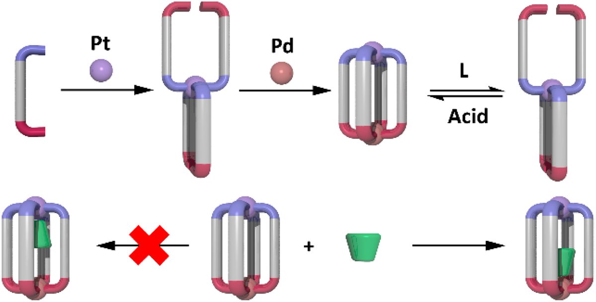 Exploiting reduced-symmetry ligands with pyridyl and imidazole donors to construct a second-generation stimuli-responsive heterobimetallic [PdPtL4]4+ cage

Check out James Crowley et al.'s new ChemSci article today! 🔗 doi.org/10.1039/D3SC01…