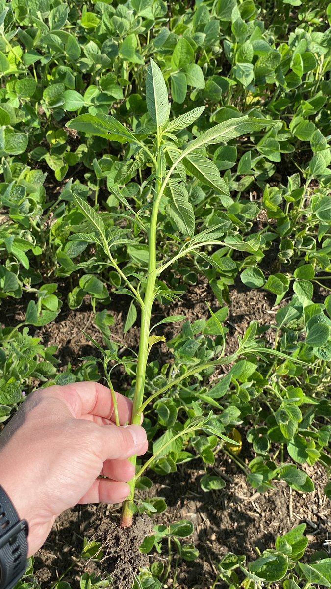 Mitch Lang tweet media