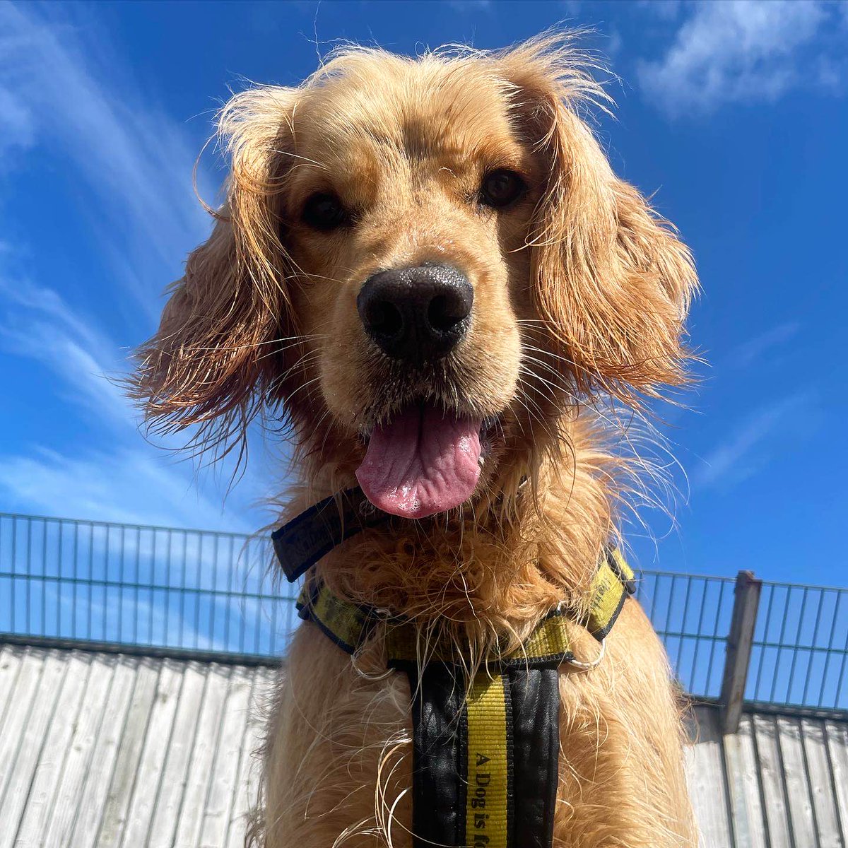 DogsTrust_IE's tweet photo. Accidentally opening your front camera like...

Realistically though, Obi couldn’t take a bad picture if he tried!

#FrontCamFail #StillStunning https://t.co/E5iElW8e5i