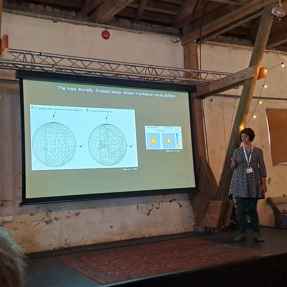Cataglyfilosofi's tweet image. The late afternoon session starts with the talk &quot;Ryanodine-receptor modulators shape #ContrastSensitivity of wide-field motion detector neurons in the dronefly&quot; by Elisa Rigosi from @LundVision