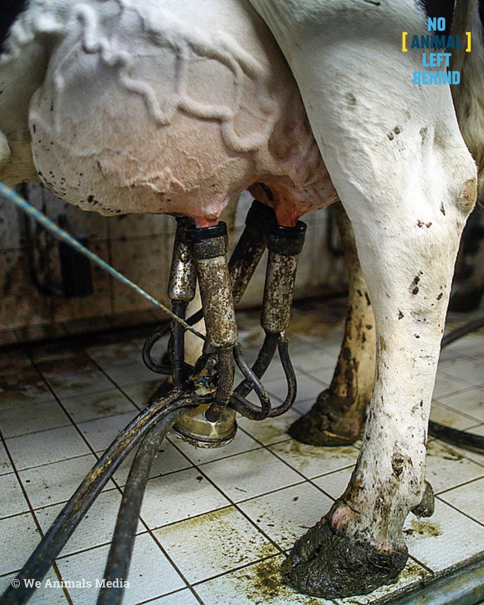 ⚠️🐄 Cojeras, mastitis y desnutrición... así es la vida de las vacas lecheras dentro de las #macrogranjas.

‼️ Las leyes de bienestar para las #VacasLecheras no han cambiado en los últimos 25 años.

 ¡<a href="/Food_EU/">EU Food Safety - #EUFarm2Fork</a> debe actuar y acabar con esta crueldad!

#NoAnimalLeftBehind