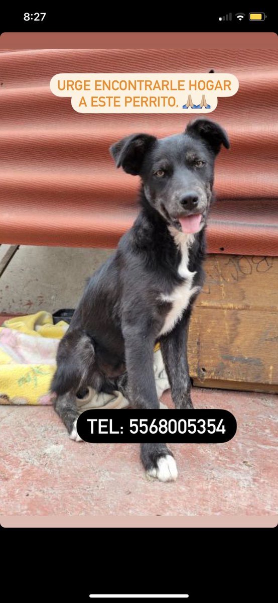 FundacionToby's tweet photo. Por favor ayúdenos compartiendo para que puede encontrar un hogar 🩷🙏🏼 https://t.co/K8LNsWeGTE
