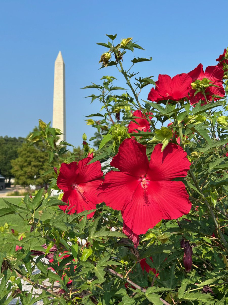 SIGardens's tweet photo. Hibiscus ‘Lord Baltimore’ is a real showstopper along the south-facing side of the @amhistorymuseum. This native cultivar was named after Lord Baltimore, the founder of Maryland, and bred by a plantsman from Beltsville, MD. A perfect ode to American #Horticulture! https://t.co/B3Vl0IpXFc