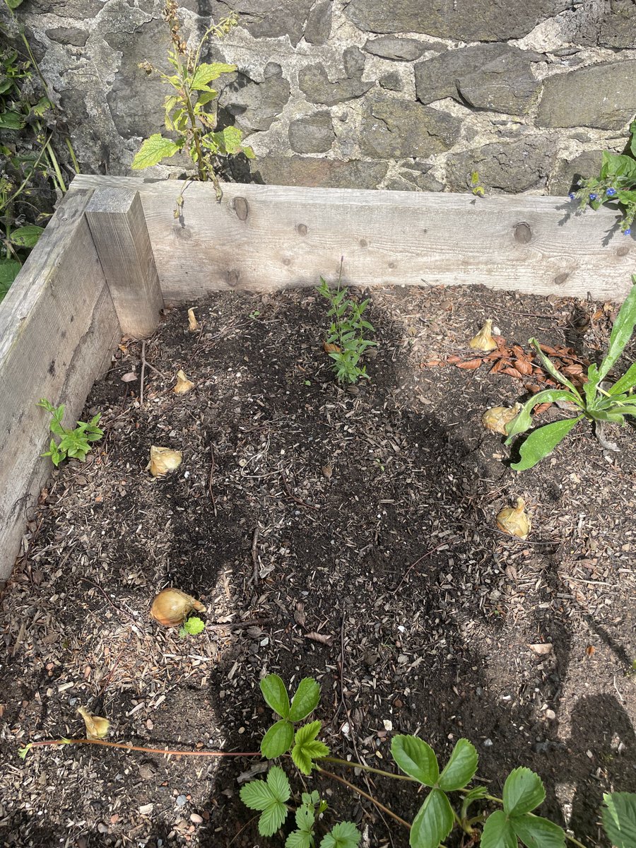 Time to help yourself <a href="/ShiellStGarden/">Green Growers</a>. Raspberries and onions ready to pick.