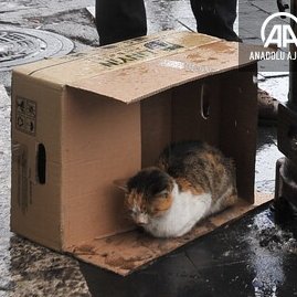 yzbprice_'s tweet photo. O efsane fotoğrafın diğer açıları. Çay, kestane ve kedi. https://t.co/3EVEEDUAU1