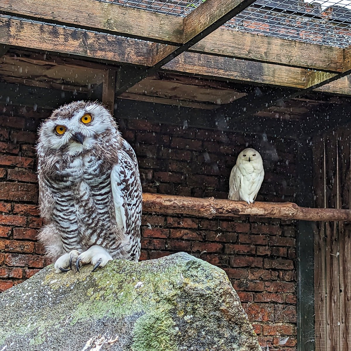 Stewart Inchliffe tweet media