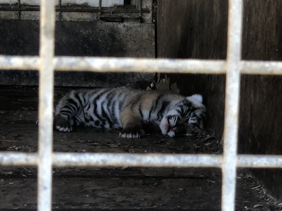 onevoiceanimal's tweet photo. Tout juste nés et aussitôt captifs, deux tigreaux viennent d'arriver dans le Cirque Muller/Zavatta. L'article @LeReveilduMidi nous apprend qu'ils sont DÉJÀ séparés de leur mère (que c'est surprenant...). Admirez l'état de leur geôle... #CirquesSansAnimaux
https://t.co/jMetqgnJm3 https://t.co/b27beFIHHS