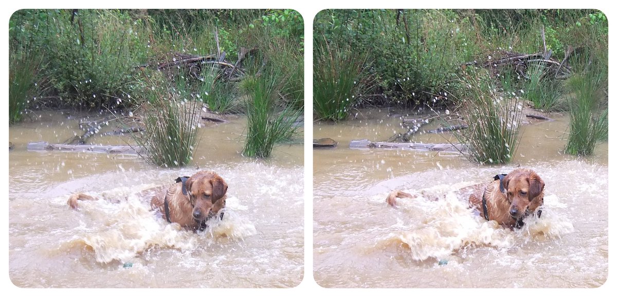 StereoSimian's tweet photo. The weather hasn’t been great, but @DoggoPunky sure has been enjoying the mud and puddles!

#stereoscopic #3D https://t.co/R1YIDIZzki