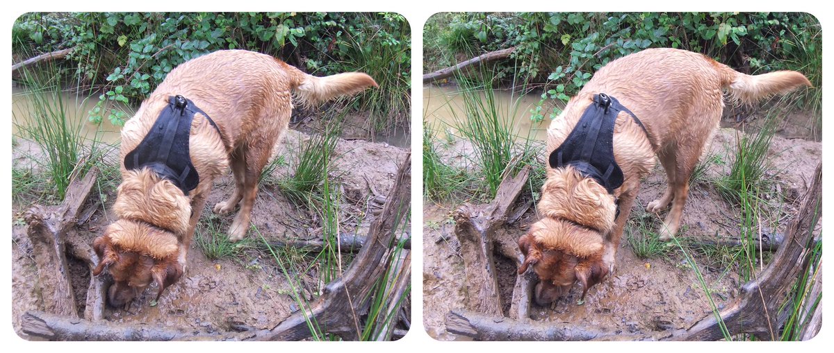 StereoSimian's tweet photo. The weather hasn’t been great, but @DoggoPunky sure has been enjoying the mud and puddles!

#stereoscopic #3D https://t.co/R1YIDIZzki