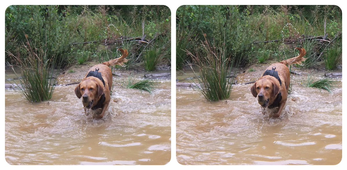 StereoSimian's tweet photo. The weather hasn’t been great, but @DoggoPunky sure has been enjoying the mud and puddles!

#stereoscopic #3D https://t.co/R1YIDIZzki