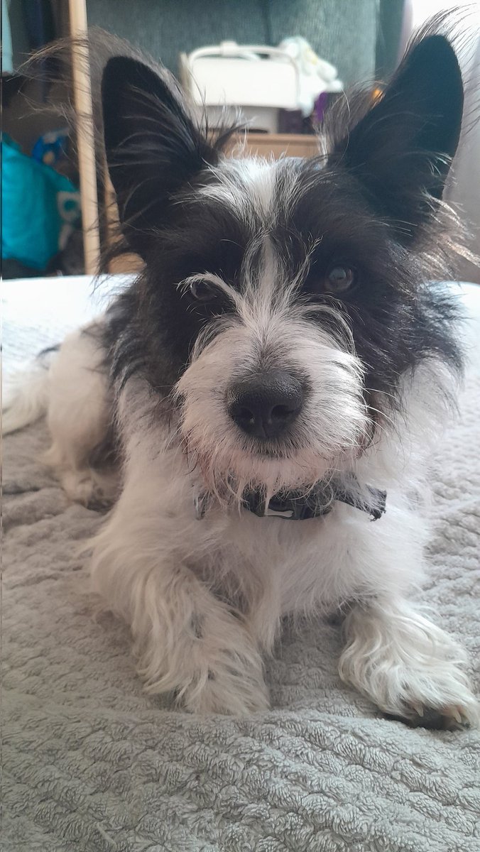 ka71Pow's tweet photo. @davidwalliams My Ernie! https://t.co/uw7u83xJAk