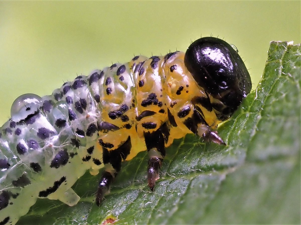 Up close with Euura miliaris, a willow-feeding sawfly larva, at Allerthorpe Common @YorksWildlife reserve. Only 8 documented Yorkshire records and five of those are mine. Must surely be more widespread on young Salix plants... @ynuorg #yorkshiresawflies