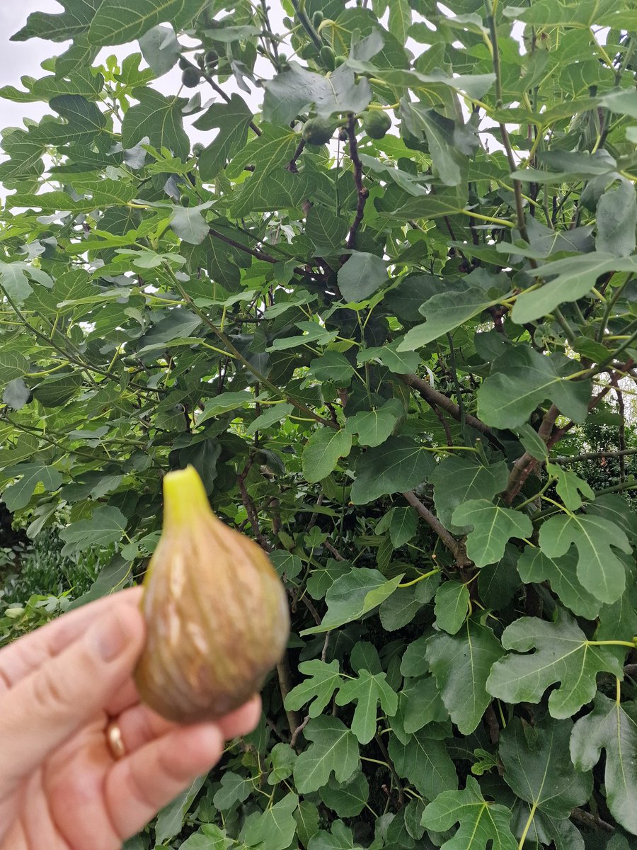 OliverBone5's tweet photo. First ripe Black Turkey fig of 2023. Tree from a cutting from Mum and Dad's Plymouth garden. https://t.co/rWFQFdULJf