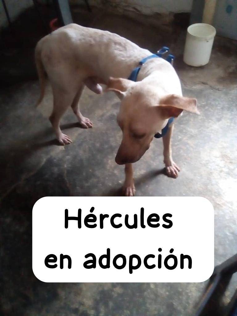 PerroUsuario's tweet image. Buscando hogar responsable RT @Ma_Elisa_G: 🚨📣MI GENTE BUENA DE GRAN CARACAS😁HÉRCULES LISTO PARA SER PARTE DE UNA AMOROSA Y RESPONSABLE FAMILIA 🙏🏻❤ contacto 04129931921