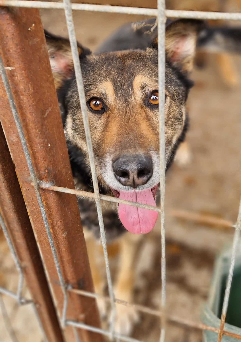 Please RT for this beautiful boy. Bernd has been waiting over three years for a forever home. Please contact <a href="/ProDogRomania/">ProDogRomania</a> if you are able to help this lovely lad. Thank you 🙏💕🐾 #AdoptDontShop #dogs #Germany #Austria #Switzerland
#k9hour