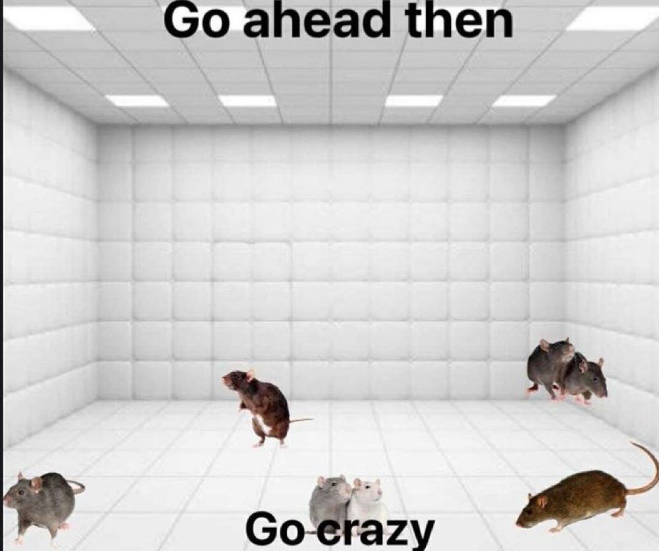 rat facts, PhD 🐀 on X: Crazy? I was crazy once  /  X