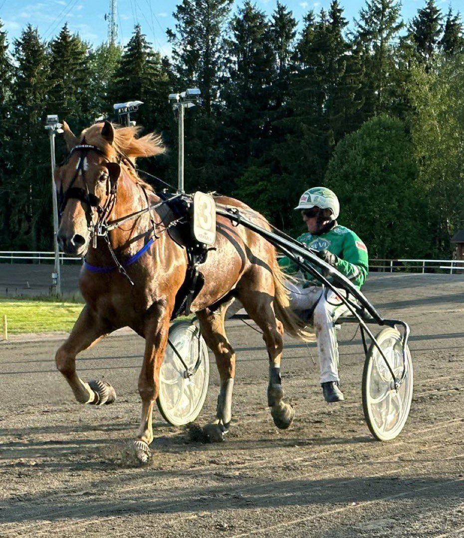 On se vaan niin hieno hepo tuo Viisori, joka  pitää elossa tunnettua Monto/Morelius/Mäkelä omistajaporukkaa. Yhdessä hevosia jo kohta melkein 30-vuotta. Hieno on ruuna❤️