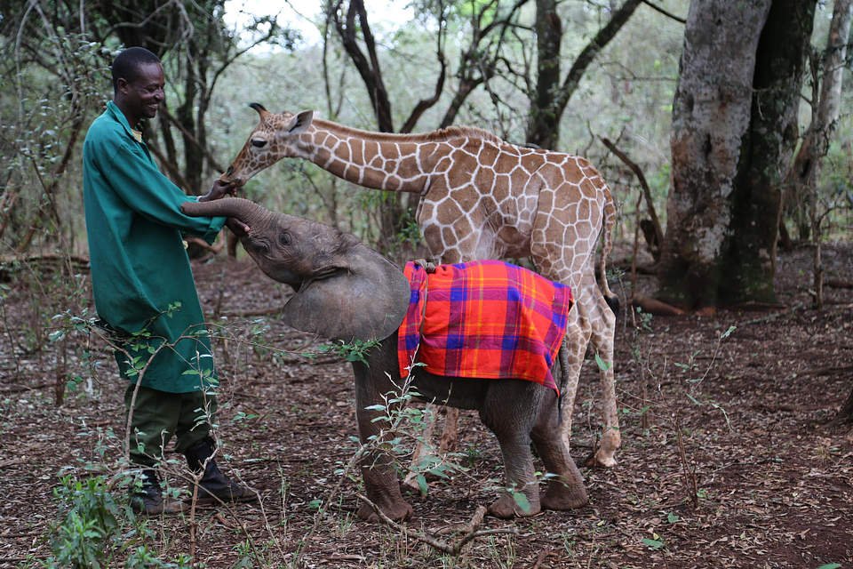 MicaOShea's tweet photo. @SheldrickTrust Aw! Doldol is one of my foster babies, I wish I could hug her myself but I'm so happy such good-hearted &amp; devoted keepers do it for me, esp miracle workers Mishak &amp; Peter! Doldol is too cute, went in for a passing caress &amp; then "Nope, need more TLC! U-turn!" Love her so much!💙💚 https://t.co/hwQRfKQSFg