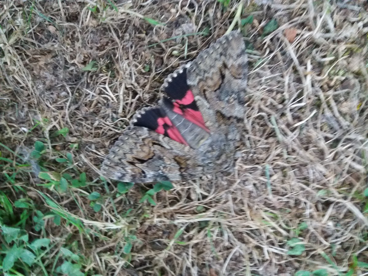 gouelanig10's tweet image. J'ai failli marcher sur cette merveille de 7/8 cm de long
Dans l'ordre : 
Au sol (dessus)
Ramassé avec le filet (dessous)
Mis dans les thuyas ailes refermées
@NeoResistant  ?