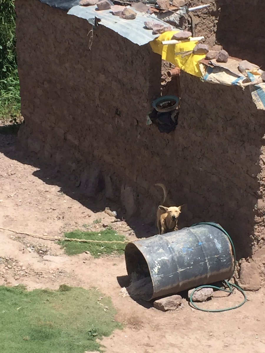 zuchip's tweet photo. @protectoraASN @amamerida @amiuni @TarekWiliamSaab en esa casa tienen 2 perros en pésimas condiciones, amarrados, San Juan d lagunilla, calle la puerta final sector los Peña I. https://t.co/Ya9hGs2g1D