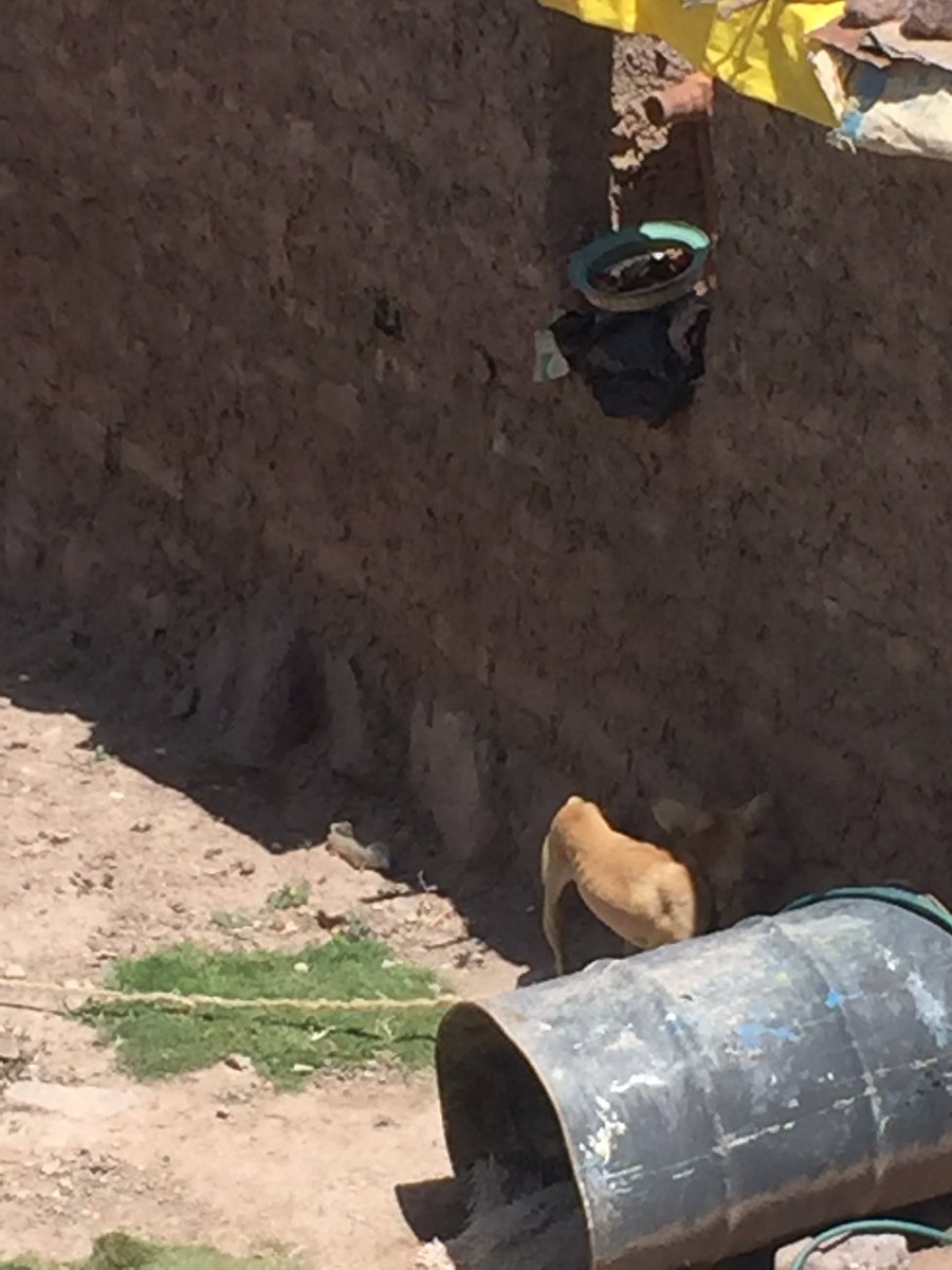zuchip's tweet photo. @protectoraASN @amamerida @amiuni @TarekWiliamSaab en esa casa tienen 2 perros en pésimas condiciones, amarrados, San Juan d lagunilla, calle la puerta final sector los Peña I. https://t.co/Ya9hGs2g1D