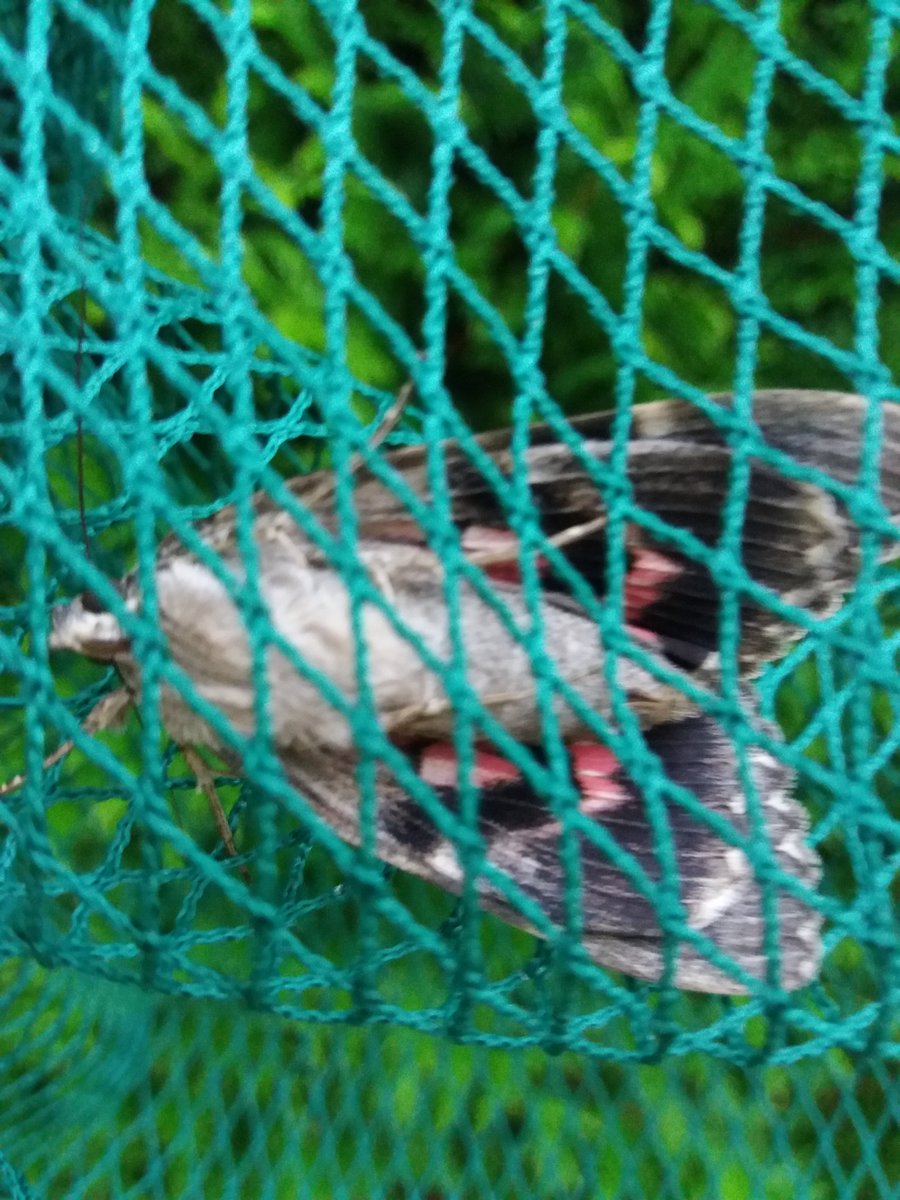 gouelanig10's tweet image. J'ai failli marcher sur cette merveille de 7/8 cm de long
Dans l'ordre : 
Au sol (dessus)
Ramassé avec le filet (dessous)
Mis dans les thuyas ailes refermées
@NeoResistant  ?