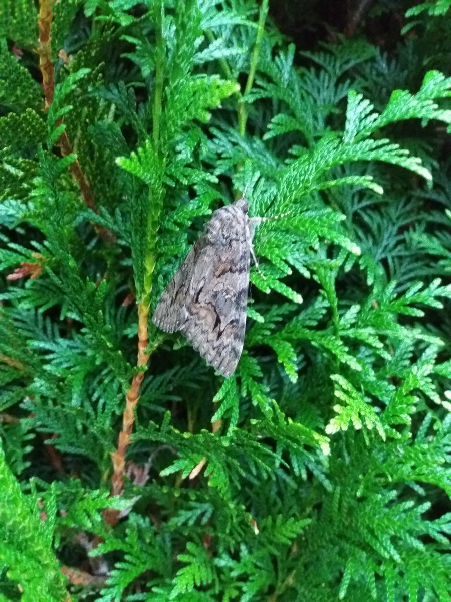 gouelanig10's tweet image. J'ai failli marcher sur cette merveille de 7/8 cm de long
Dans l'ordre : 
Au sol (dessus)
Ramassé avec le filet (dessous)
Mis dans les thuyas ailes refermées
@NeoResistant  ?