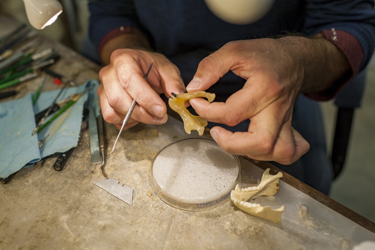 FloridaMuseum's tweet image. Come work with us! 📢 We're hiring an Assistant Curator of Vertebrate Paleontology

🔸 Position info: floridamuseum.ufl.edu/nhdept/assista…

🔸 Apply via @UF: explore.jobs.ufl.edu/en-us/job/5279…

🔸 About the collection: floridamuseum.ufl.edu/vertpaleo/