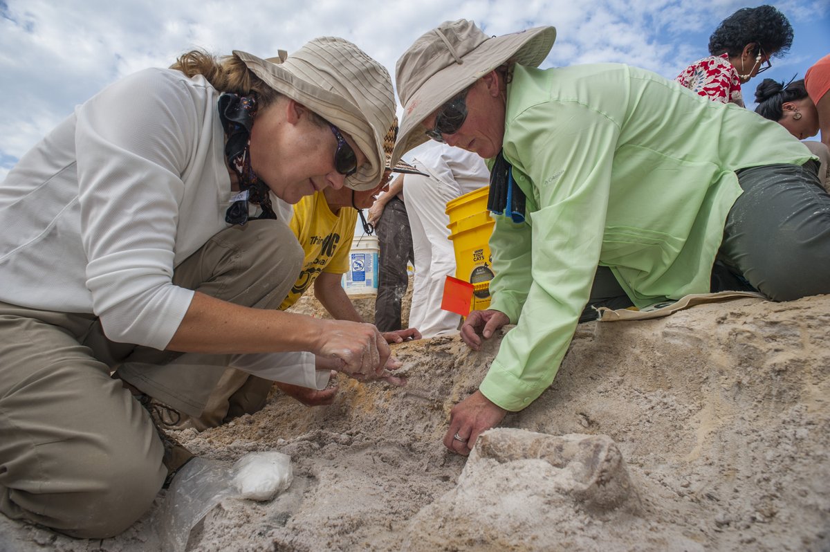 FloridaMuseum's tweet image. Come work with us! 📢 We're hiring an Assistant Curator of Vertebrate Paleontology

🔸 Position info: floridamuseum.ufl.edu/nhdept/assista…

🔸 Apply via @UF: explore.jobs.ufl.edu/en-us/job/5279…

🔸 About the collection: floridamuseum.ufl.edu/vertpaleo/