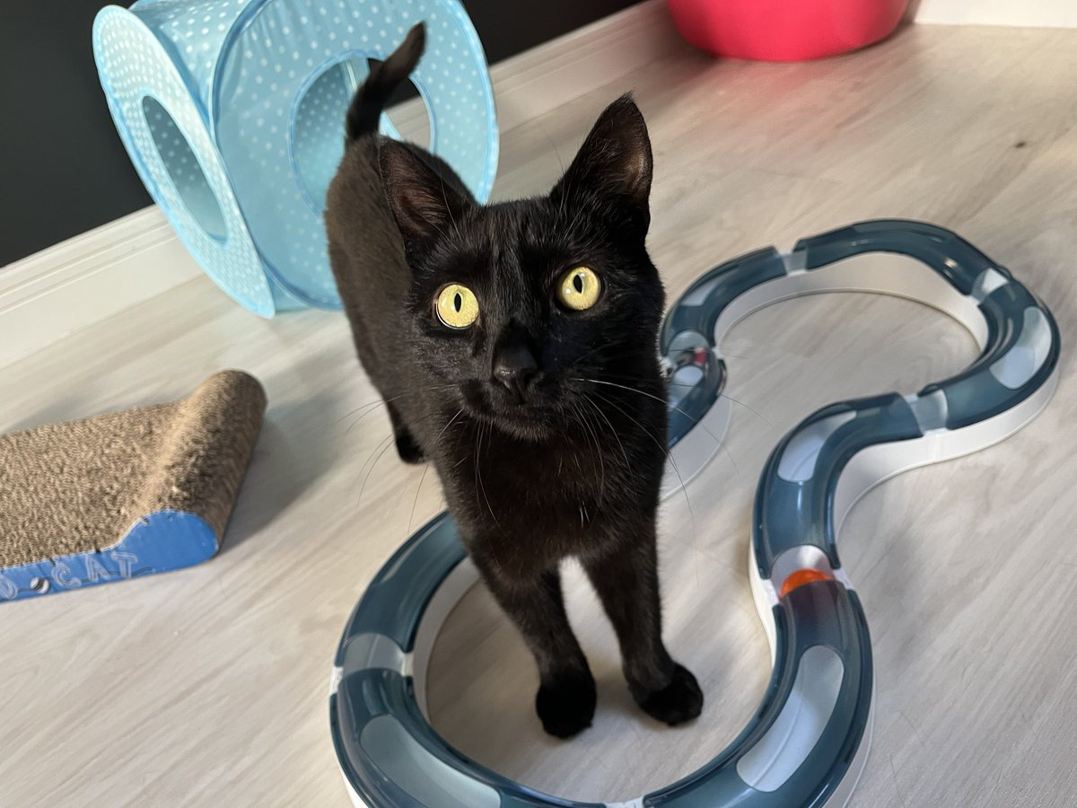 Cats in North Oxfordshire tweet media