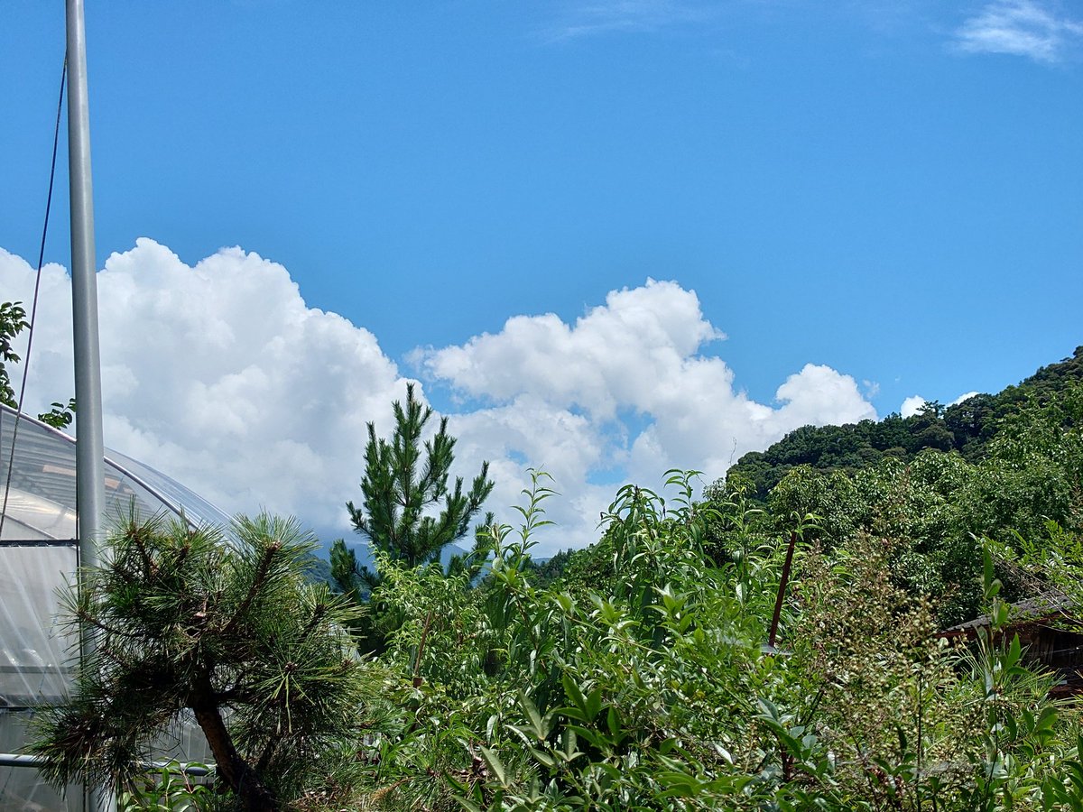 hirokun13131's tweet image. ゆきこへ。誕生日おめでとう。元気で農業やってるか。父さんも、じーちゃんの山、ギリギリでやってるぞ。みかん山、日中は暑いから、気をつけてな。それじゃまたな。
＃ゆきこ