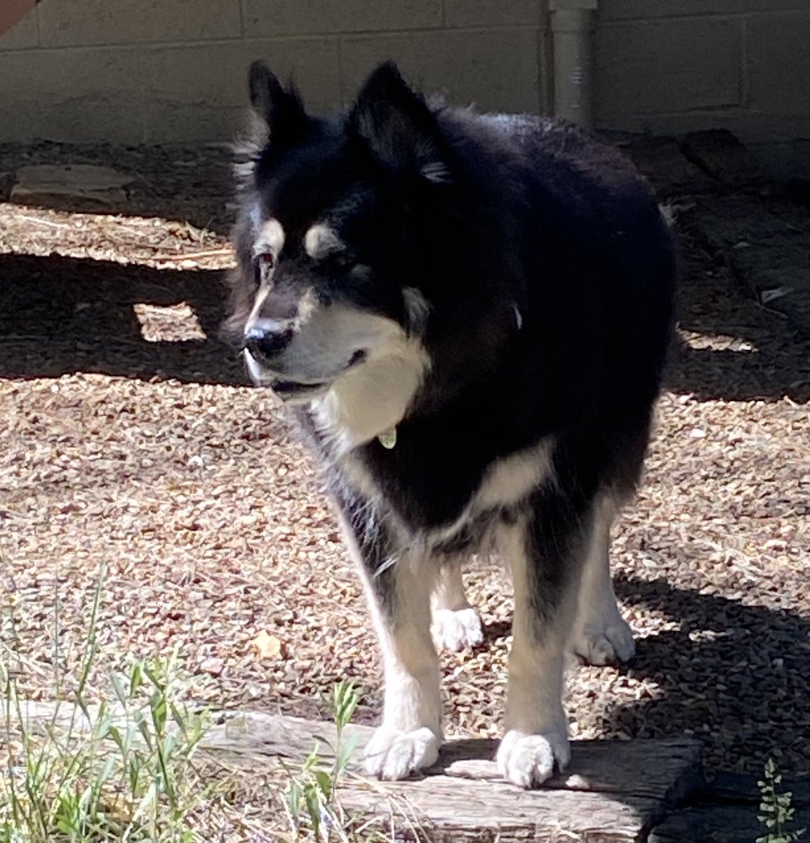 AMLaddAuthor's tweet photo. To Dakota. 13 years old. Celebrating National mutt day. Over the years, we’ve tried to guess his breed mix and percentage, but in the end it doesn’t matter, because he’s 100% adorable. https://t.co/TIIg9N5lVf #nationalmuttday #dogmomlife #husky #malamute #shepard #collie #chow https://t.co/zeAeQwQQvY