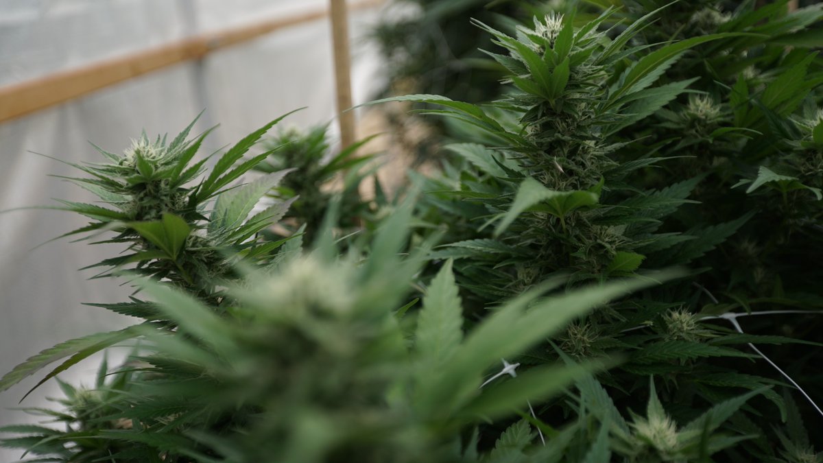 tomangell's tweet photo. Bipartisan Pennsylvania senators filed a bill to let medical cannabis patients grow their own medicine at home.

https://t.co/PS9B0z53LC https://t.co/RVicgkZeXn
