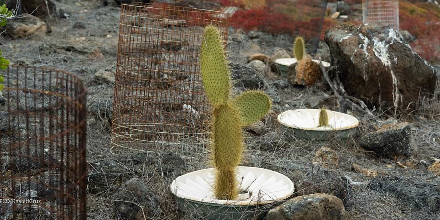 groasis's tweet photo. After experiencing the hottest June and July since records began, saguaro cactuses in Arizona are starting to die. Replant your beloved cactus with the #Groasis #Waterboxx –  Like Charles Darwin Foundation in the Galapagos Islands!
https://t.co/vEc6zracgn
https://t.co/ewkXO7MXut https://t.co/4lYzPGMEmq