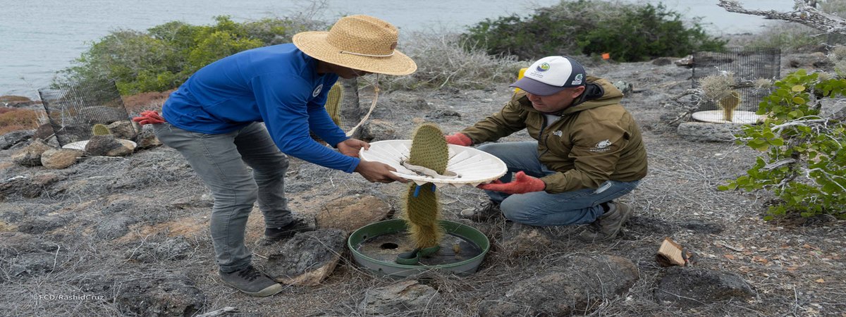groasis's tweet photo. After experiencing the hottest June and July since records began, saguaro cactuses in Arizona are starting to die. Replant your beloved cactus with the #Groasis #Waterboxx –  Like Charles Darwin Foundation in the Galapagos Islands!
https://t.co/vEc6zracgn
https://t.co/ewkXO7MXut https://t.co/4lYzPGMEmq